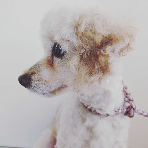 Dog-tor. Clínica Veterinaria, Estética Canina y Tienda de Mascotas.(Chimalpa Naucalpan)