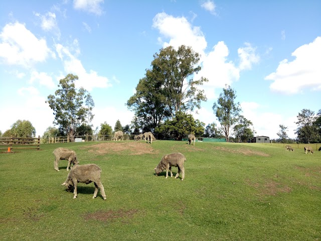 Lone Pine Koala Sanctuary