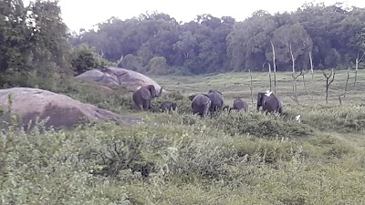 Photos of gal Oya national park safari service