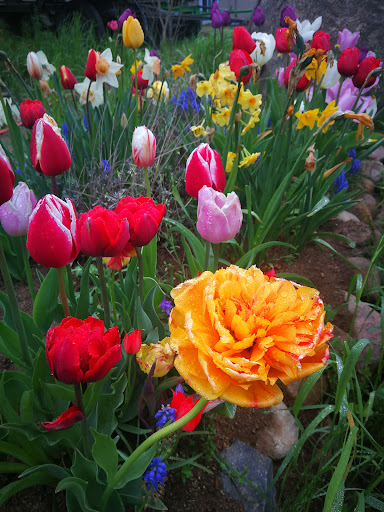 Koeman Flowerbulbs / Florablom - Thumbnail