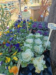 Photo n°3 de La Pépinière Barsotti à Lambesc (Jardinier)