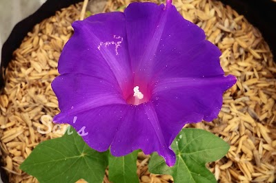 Photos of San's Garden