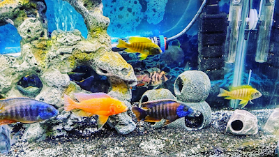 Bossfish specialty Cichlids