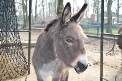 Vereniging Dier en Park - Thumbnail