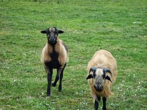Photo n°14 de O ZIRONDELS à La Vernelle (Chambre d'hôtes)