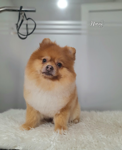 Nuria Mj estilista canino
