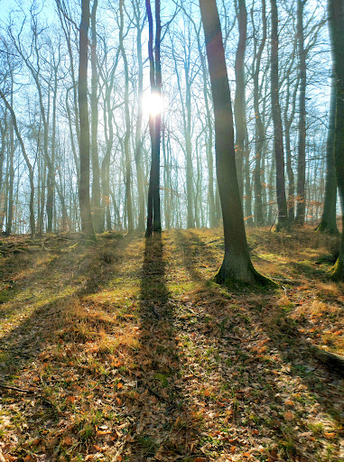 Garnbacher Rabenswald e.V. - Thumbnail