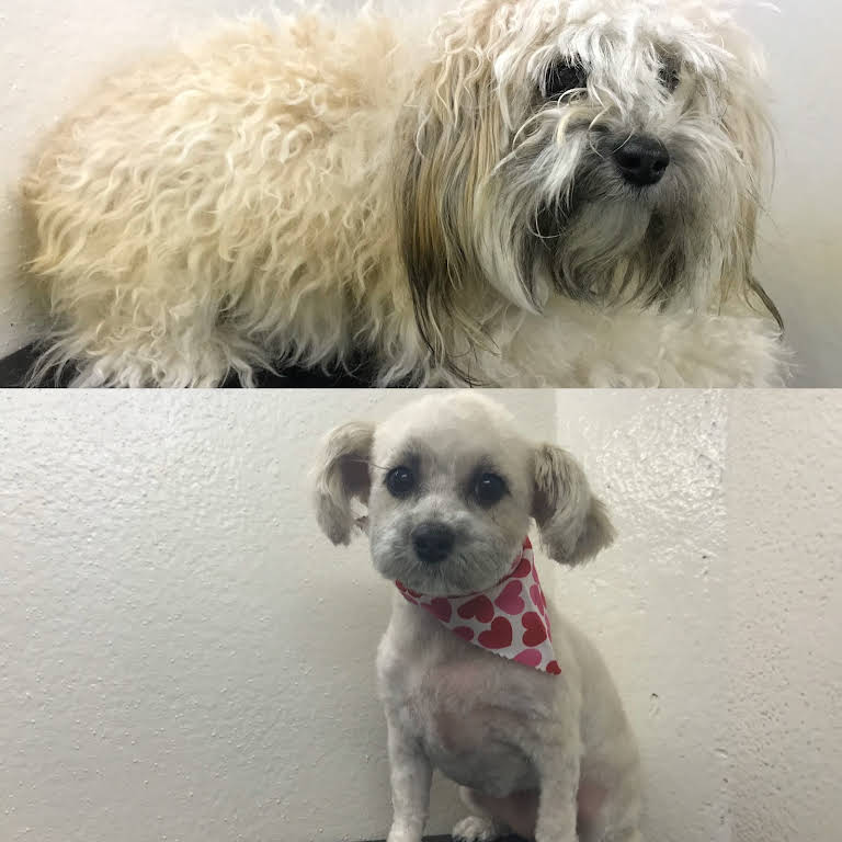 Paw Spa Mobile Grooming Spokane Mobile Pet Groomer