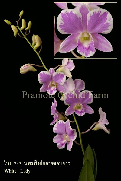 Photos of Gihan's Orchids Nursery Ambalangoda