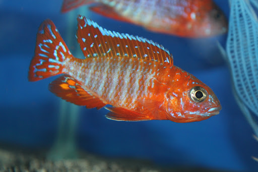 Allred Aquatics Gallery - United States