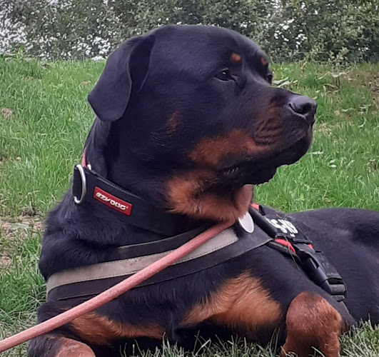 Vets4Pets York Clifton Moor
