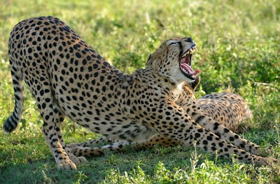 Photos of Claudious Tours and Safaris