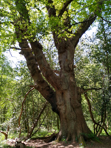Giant Oak - Visual