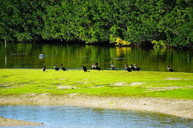 J.N. "Ding" Darling National Wildlife Refuge