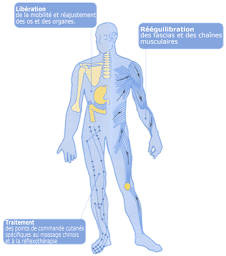 Photo n°5 de Cabinet de Biokinergie et de Kinésithérapie Adeline Mur à Tourbes (Kinésithérapeute)