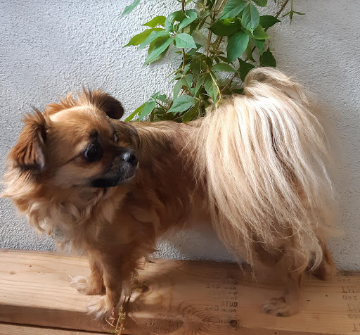VCA Canada Burgess Animal Hospital - Thumbnail