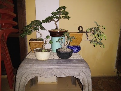 Photos of Bonsai Art Sidrap