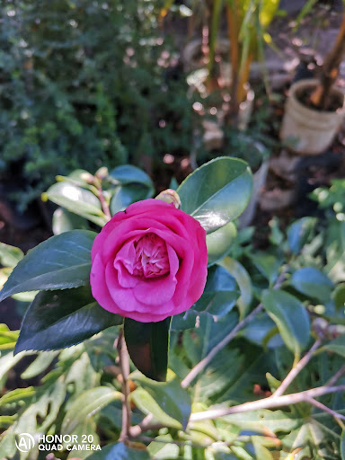Vivero medina - Thumbnail