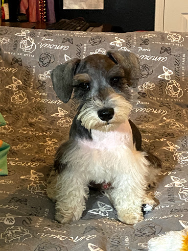 Dallas County Veterinary Hospital - Thumbnail