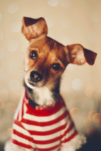 Rainbow Bridge Veterinary Services - Thumbnail