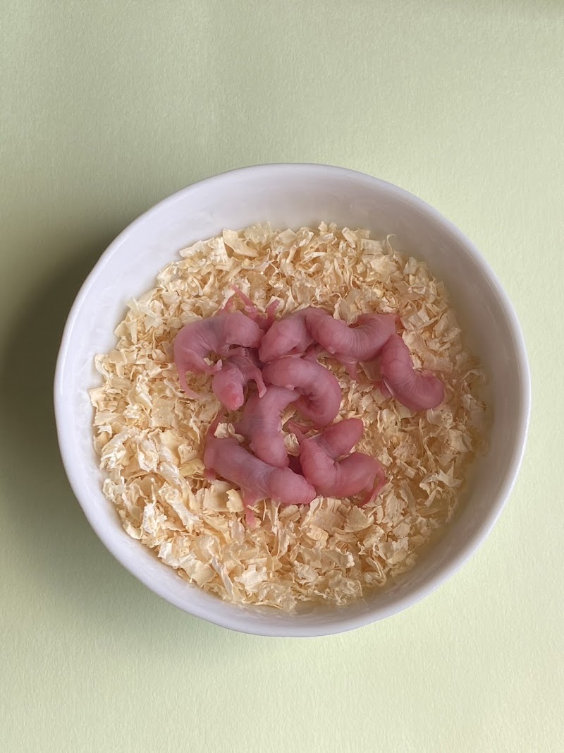 冷凍マウス・ラット販売店infinite-インフィニティ-