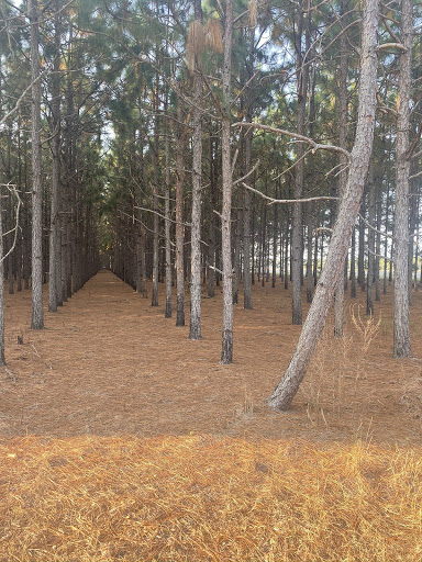 Mitchell Pine Straw - Thumbnail