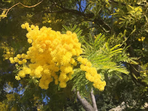 Photo n°6 de Les Bungalows du Golfe - Camping Les Pruniers à Mandelieu-la-Napoule (Terrain pour camping-cars)