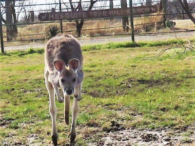 mesquite tree hill ranch and zoo