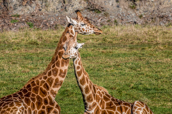 Orana Wildlife Park by null