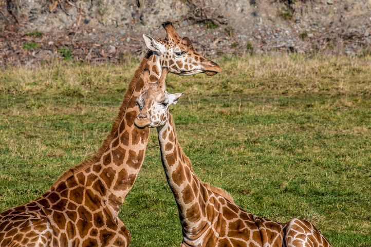 Orana Wildlife Park by null