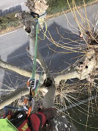 Photo n°6 de AER - Arboriste Élagueur Raisonné à Corneilla-de-Conflent (Service d'élagage)