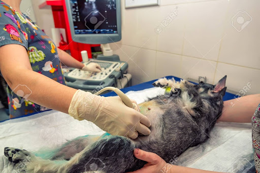 Clivet Buenavista Servicios Veterinarios