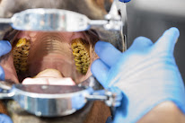 François Dall'Osteria - Dentiste équin à Rochetaillée-sur-Saône