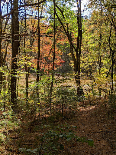 Wolf Swamp Wildlife Management Area - Thumbnail