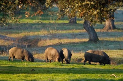 Photos of Encina de Jabugo