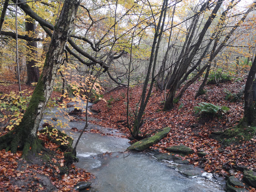Friends of Plean Country Park - Thumbnail