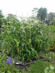 Holgate Allotments york