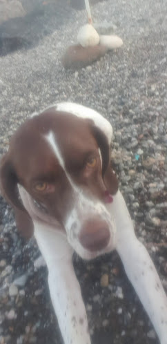 ΖΕΦΥΡΟΣ ΠΟΥΛΕΑ - Εστιατόριο