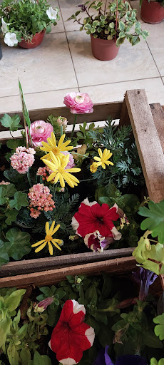 Vivero Emma - Foto 1