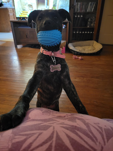 Tails Humane Society