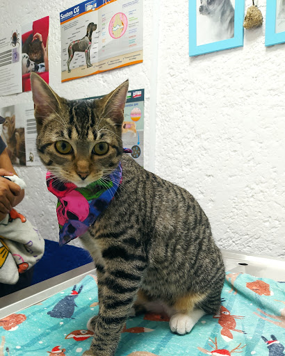 Centro Veterinario Les - Thumbnail