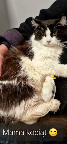 Opinii despre Przychodnia Weterynaryjna FortisVet în Poniatowa - Weterynarz