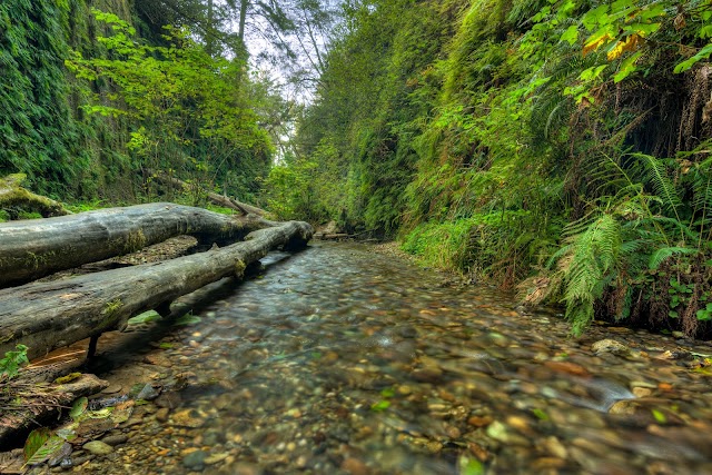 Prairie Creek Redwoods State Park