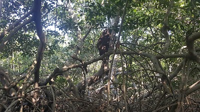 Photos of Los Manglares