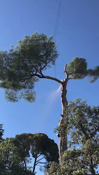 Photo n°2 de ARBORETHIQUE. à Beaulieu (Service d'élagage)