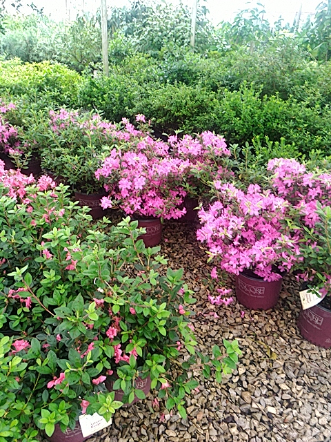Spring Creek Nursery