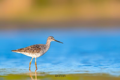 Augustine Wildlife Area