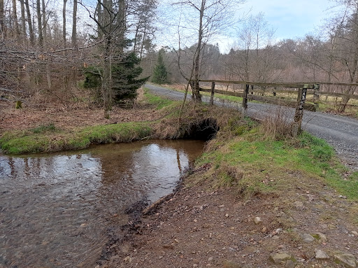Wasserbüffel des Bergischen Naturschutzvereins - Thumbnail