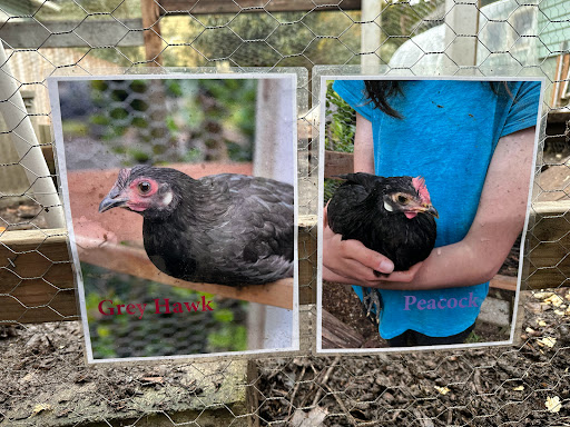 Chicken Window - Visual