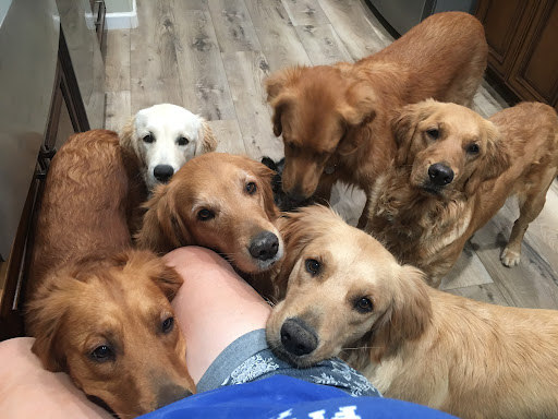 Legacy Veterinary Services - Thumbnail